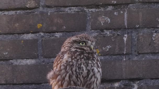 Gros Plan Petit Hibou Qui Frotte Tête Dans Fond Brique — Video