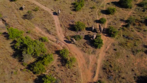 Epic Aerial Shot Family African Elephants Walking Unison Savanna Sunset — Stockvideo