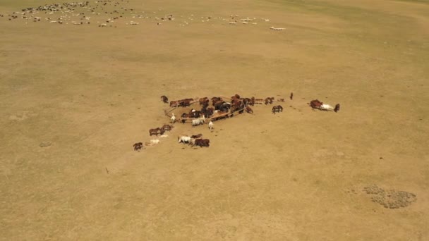 Herd Horses Fence Sheep River Mongolian Steppe Sunny Daytime Circular — ストック動画