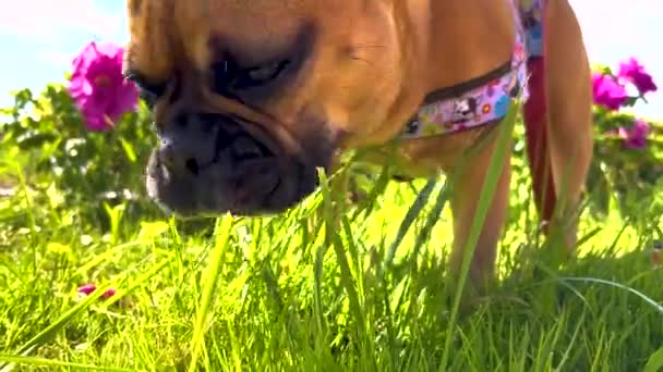 Close Dog Chewing Grass Playing Field Pugs — Vídeos de Stock