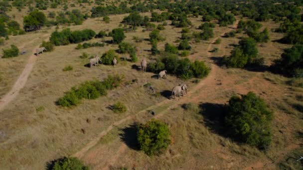 Epic Aerial Footage Herd African Elephants Walking Eating South African — Vídeo de stock