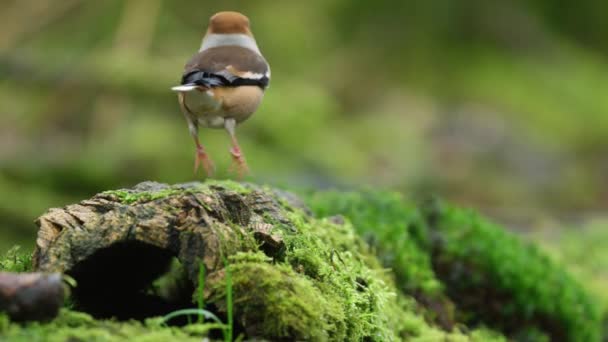 Stationary Slowmo Footage Strolling Hawfinch Bird Ground While Looking Its — Stock videók
