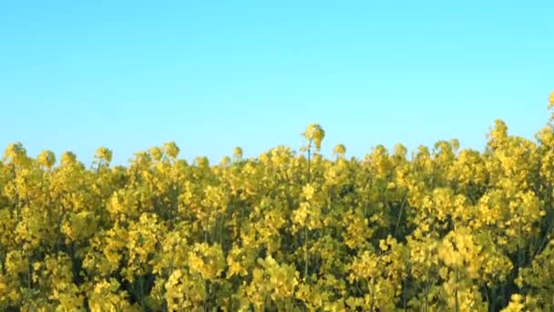 Top Close Rapeseed Field Blue Sky Background — 비디오