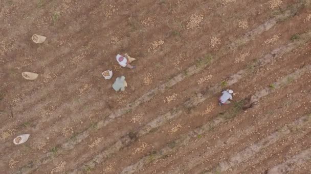 Aerial Top Ascending View Workers Working Potato Harvesting Constanza Farm — Stockvideo