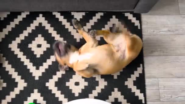 Pet French Bulldog Being Playful Lying Carpet Floor Topdown View — Stok Video