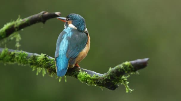 Stationary Slowmo Footage Common Kingfisher Resting Tree Branch While Facing — Stok video