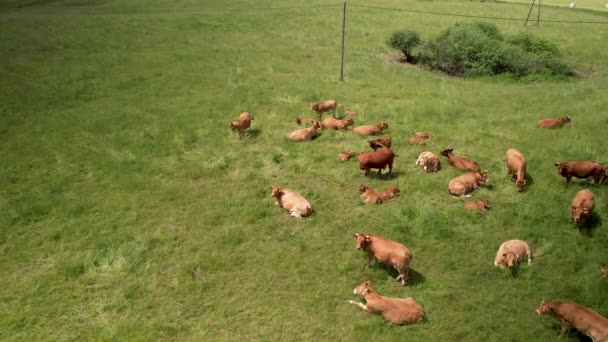 Cows Rest Lush Green Field Aerial Drone — 图库视频影像