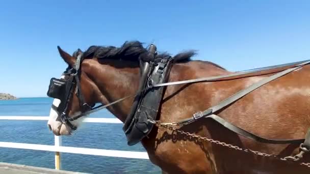 Horse Drawn Carriage Full Tourists Passes Original Granite Island Causeway — стоковое видео