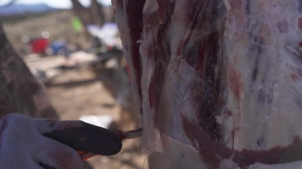 Hunter Uses His Knife Cut Fresh Elk Meat Hangs Tree — Vídeo de stock