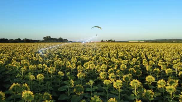 Scientific Paraglider Flies Low Sunflower Field Measures Meterological Data Weather — стоковое видео