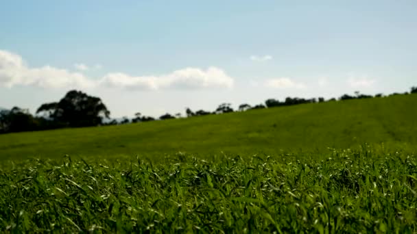 Verdant Green Grass Moving Wind Pasture Blue Sky Static Shot — 图库视频影像