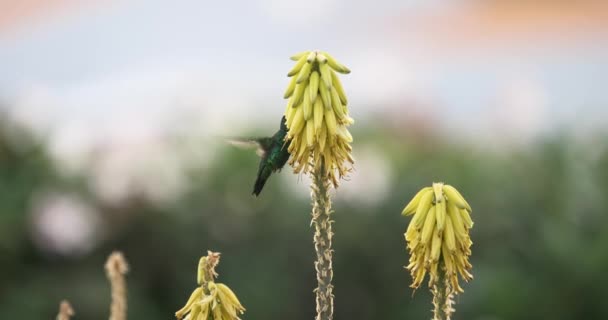 Blue Chinned Sapphire Hummingbird Drinks Nectar Morning Slow Motion Shot — Vídeos de Stock