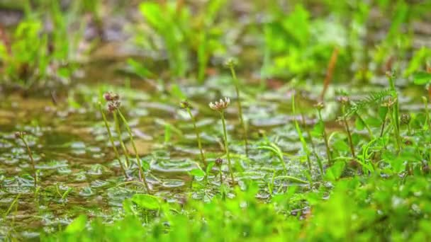 Raindrops Splash Puddle Grass Isolated Close Time Lapse — Stok video