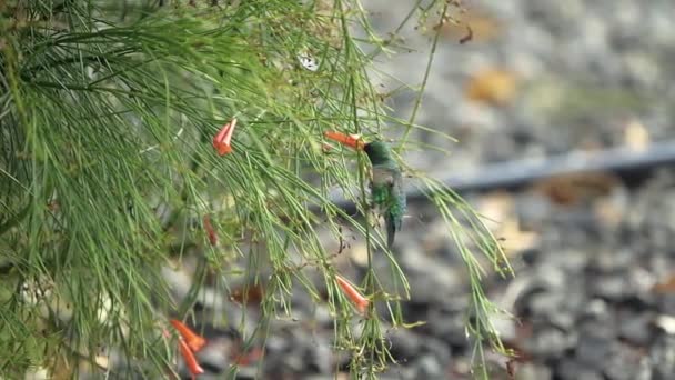 Blue Chinned Sapphire Hummingbird Drinking Nectar Coral Fountain Flowers Slow — Stockvideo