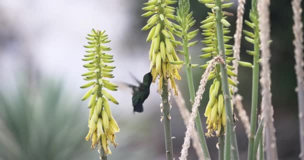 Sapphire Hummingbird Drinks Nectar Aloe Vera Slow Motion Shot — Vídeos de Stock