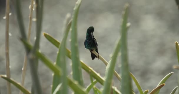 Beautiful shiny sapphire hummingbird sits on the aloe vera - a slow-motion shot