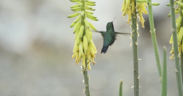 Sapphire Hummingbird Drinks Nectar Yellow Aloe Vera Flowers Slow Motion — ストック動画