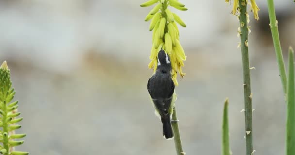 Bananaquit Drinks Nectar Aloe Vera Flower Slow Motion Shot — Stockvideo