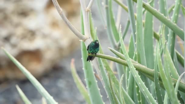 Blue Chinned Sapphire Hummingbird Sits Aloe Vera Ultra Slow Motion — Wideo stockowe