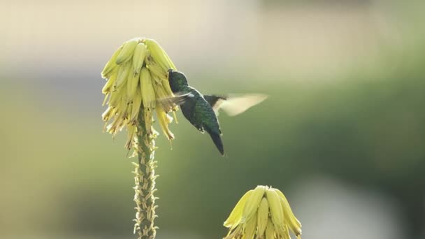 Blue Chinned Sapphire Hummingbird Aloe Vera Flower Ultra Slow Motion — Vídeos de Stock