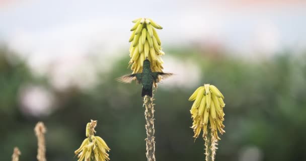 Blue Chinned Sapphire Hummingbird Aloe Vera Flowers Slow Motion Shot — Vídeos de Stock