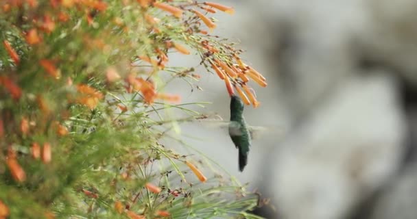Blue Chinned Sapphire Hummingbird Drinking Nectar Fountainbush Flowers Lit Rising — Stockvideo