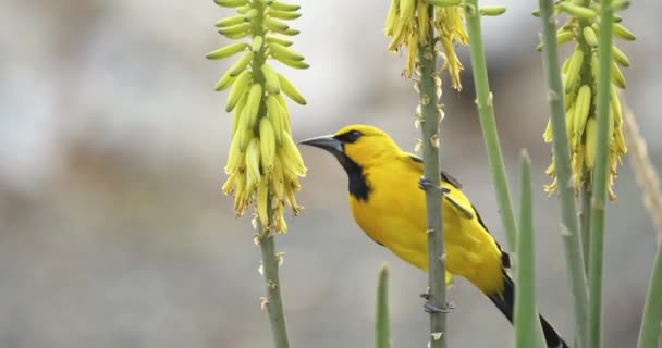 Beautiful Yellow Oriole Bird Drinks Nectar Aloe Vera Flower Slow — Stok video