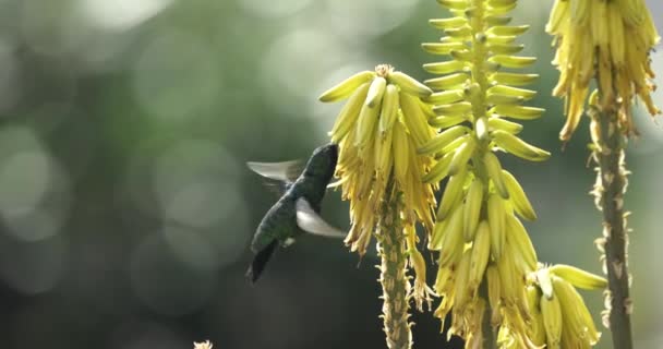 Beautiful Shiny Sapphire Hummingbird Drinks Nectar Aloe Vera Flower Slow — 비디오