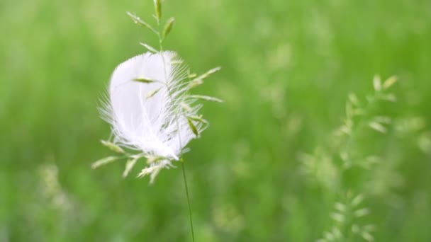 Fragile Life Delicate Feather Resting Stem — Stok video