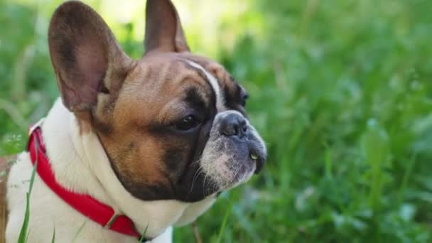 Tiny Puny French Collared Bulldog Macro Closeup — стоковое видео
