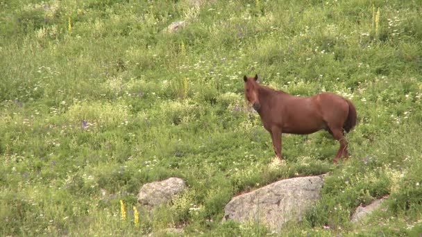 Beautiful Brown Horse Swishing Horsetail Flowery Meadow Mountains — 비디오