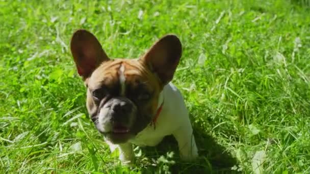 Greeting French Bulldog Pets Affection Pov Gopro — Vídeo de Stock