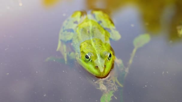 Australian Green Tree Frog Waiting Prey Fish Grab — стоковое видео