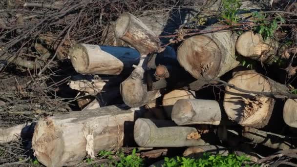 Excessive Cutting Trees Human Industrial Needs — Wideo stockowe