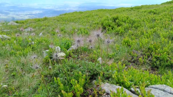 Alpine Pasqueflower Pulsatilla Alpina Flower Poland Babia Gora Peak — ストック動画
