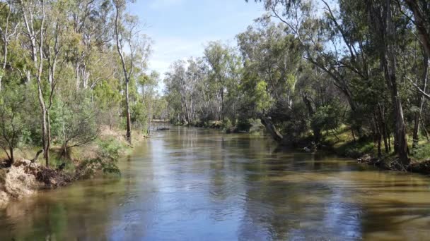 View Scotts Creek Connects Murray River Cobram Form Quinns Island — Wideo stockowe