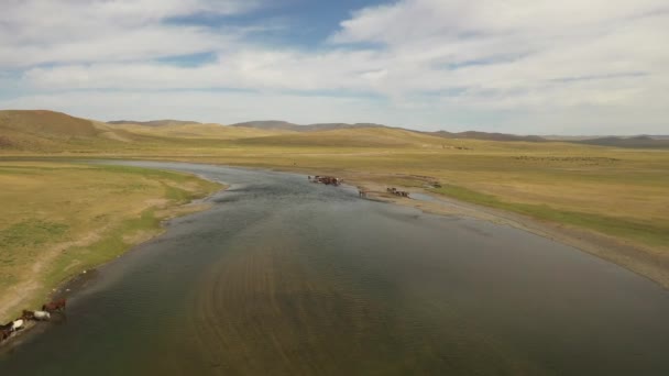 Luftaufnahme Von Trinkenden Und Badenden Pferden Breiten Fluss Der Mongolischen — Stockvideo