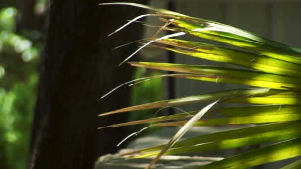 Palm Leaves Slightly Swaying Sunlight Summer Day Realtime — Vídeo de stock