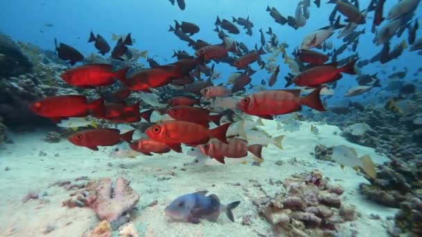 Beautiful Close Slow Motion Shot Big School Red Goggle Eye — Stock video