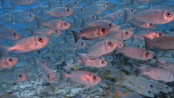 Beautiful Close Slow Motion Shot Big School Goggle Eye Fish — 图库视频影像