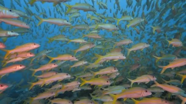 Big School Goatfish Tropical Coral Reef Atoll Fakarava French Polynesia — Stock video