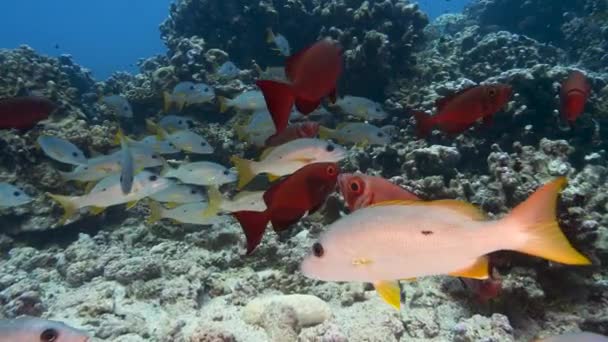 School Goggle Eye Fish Snappers Tropical Coral Reef Atoll Fakarava — Vídeo de Stock