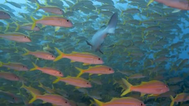 Grey Reef Shark Appears Middle Big School Goatfish Tropical Coral — 图库视频影像