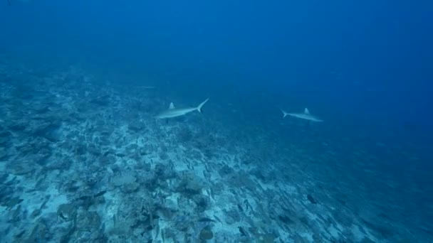 Мисливці Сірих Рифових Акул Школі Жолоба Голкошкірих Риб Закусок Тропічному — стокове відео
