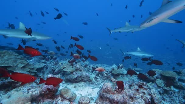 Hunting Grey Reef Sharks School Jacks Goggle Eye Fish Snappers — Vídeos de Stock