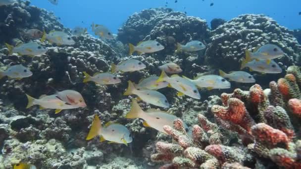 Школа Снэпперов Тропическом Коралловом Рифе Атолла Факарава Французская Полинезия Замедленная — стоковое видео