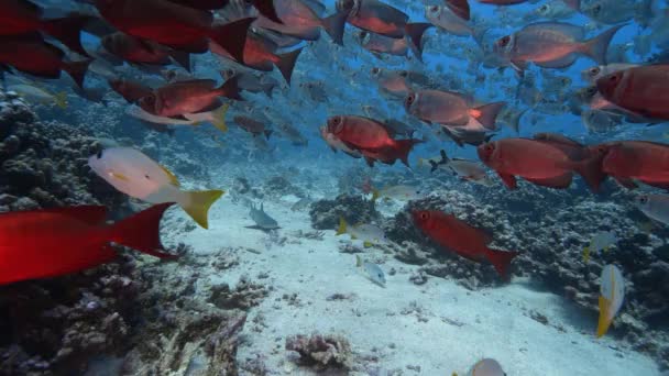 White Tip Reef Shark Appears Middle Big School Goggle Eye — 图库视频影像