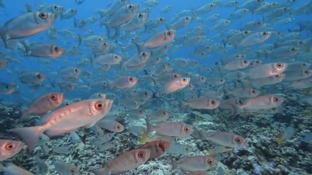 Beautiful Close Shot Big School Goggle Eye Fish Tropical Reef — Stock video