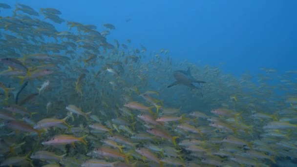 Серая Рифовая Акула Появляется Середине Большой Стаи Козлиных Рыб Тропическом — стоковое видео