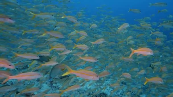 Серая Рифовая Акула Посреди Большой Стаи Козлиных Рыб Тропическом Коралловом — стоковое видео